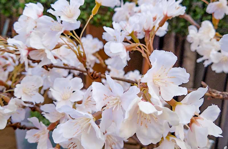桜の木/ディスプレイ/装飾レンタル | 株式会社和泉園