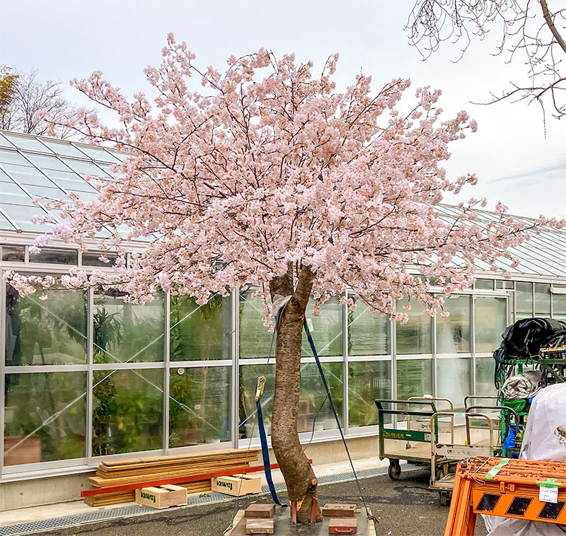 ステージ上の桜の造花造木