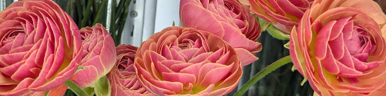 ラナンキュラス