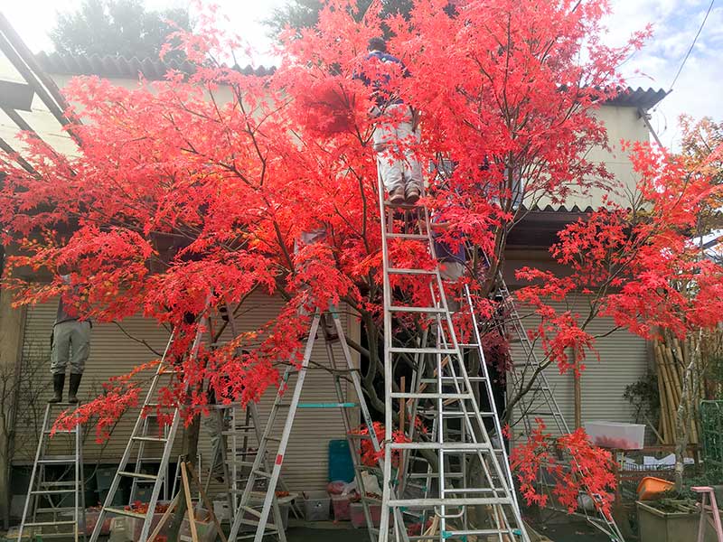 紅葉の擬木を製作中